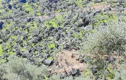 AYDIN'DA 13.500 M2 ZEYTİNLİK