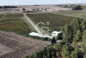 TEKİRDAĞ PAŞAKÖY'DE YOL ÜZERİ 139.136 M2 SATILIK MEYVE BAHÇESİ