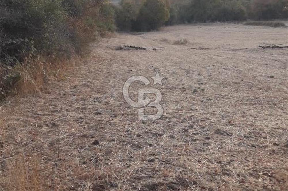 LAPSEKİ KOCABAŞLAR'DA SATILIK TARLA