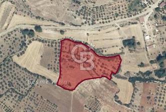MUĞLA MİLASTA SATILIK 16.290 m2 ZEYTİNLİK