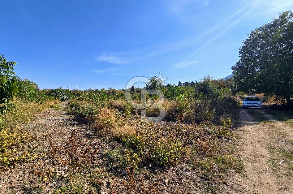 Honaz Menteşe'de 3290 M² Satılık Kiraz Bahçesi 
