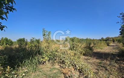 Honaz Menteşe'de 3290 M² Satılık Kiraz Bahçesi 