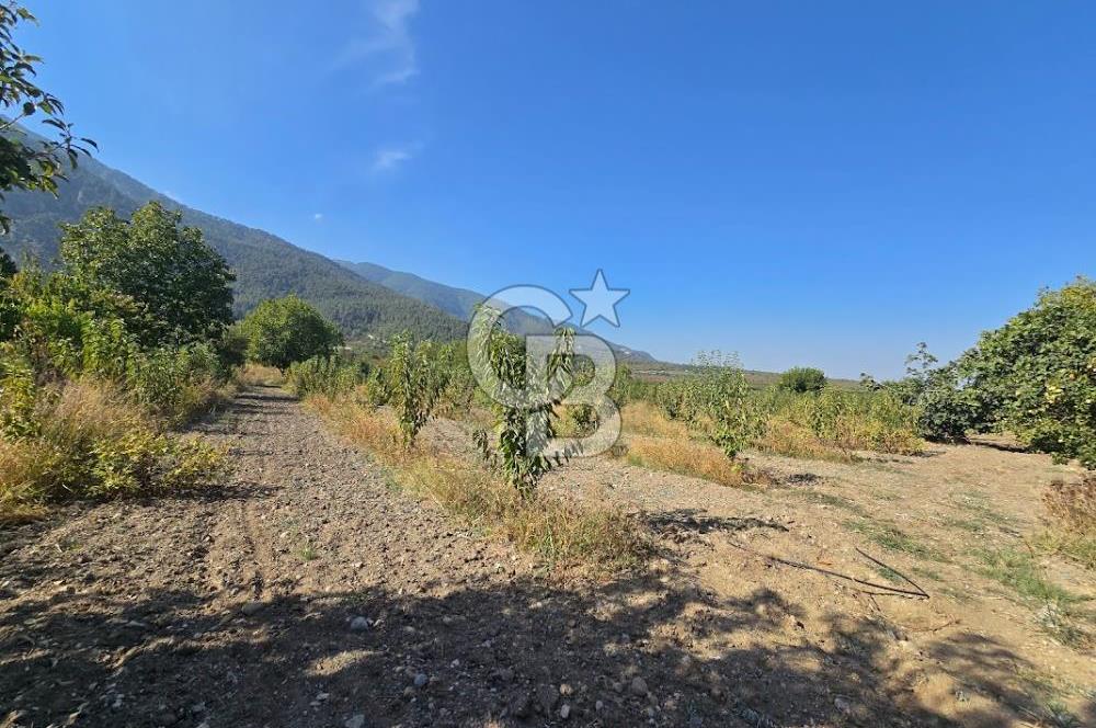 Honaz Menteşe'de 3290 M² Satılık Kiraz Bahçesi 