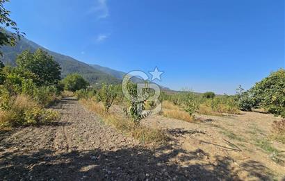 Honaz Menteşe'de 3290 M² Satılık Kiraz Bahçesi 