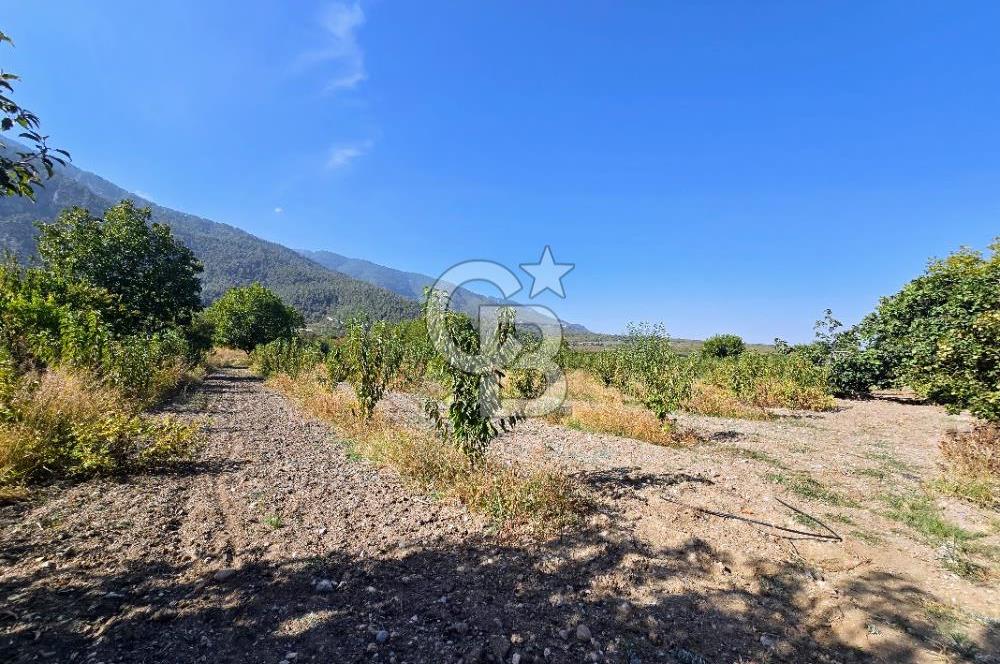 Honaz Menteşe'de 3290 M² Satılık Kiraz Bahçesi 