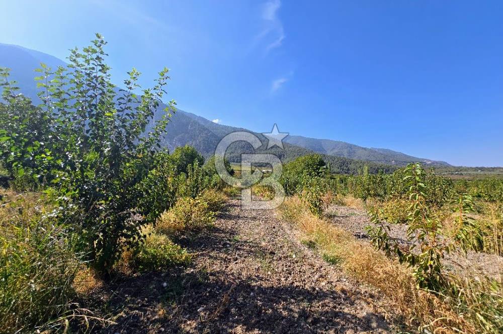 Honaz Menteşe'de 3290 M² Satılık Kiraz Bahçesi 