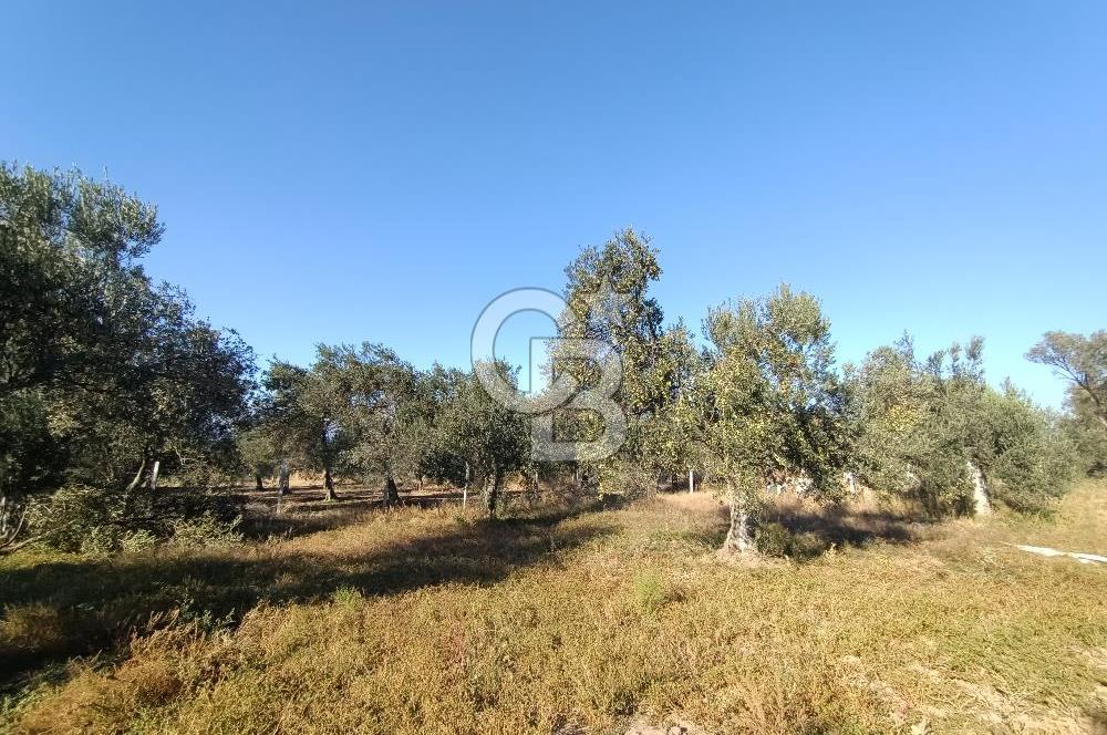 Kadastro Yolu Ve Baraj Suyu Olan Satılık Zeytinlik