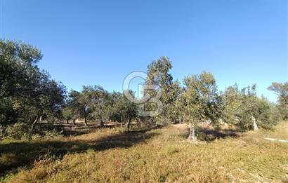 Kadastro Yolu Ve Baraj Suyu Olan Satılık Zeytinlik