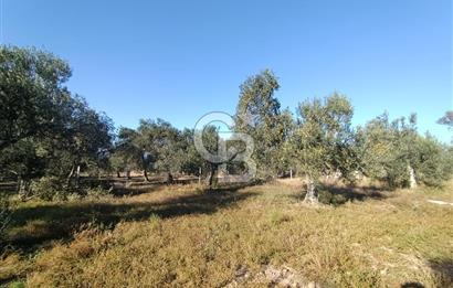 Kadastro Yolu Ve Baraj Suyu Olan Satılık Zeytinlik