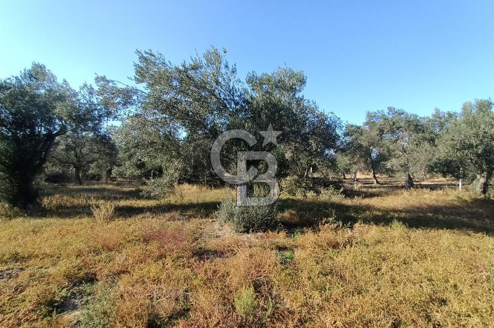 Kadastro Yolu Ve Baraj Suyu Olan Satılık Zeytinlik