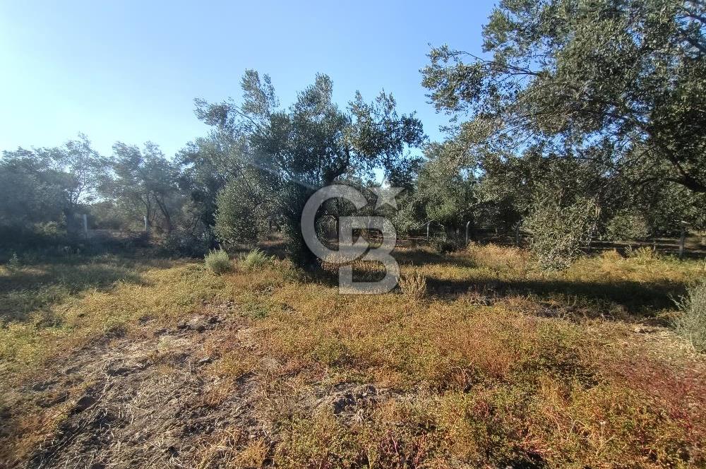 Kadastro Yolu Ve Baraj Suyu Olan Satılık Zeytinlik