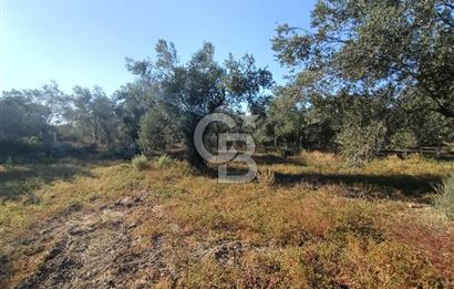 Kadastro Yolu Ve Baraj Suyu Olan Satılık Zeytinlik