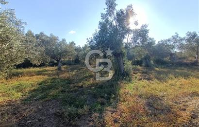 Kadastro Yolu Ve Baraj Suyu Olan Satılık Zeytinlik