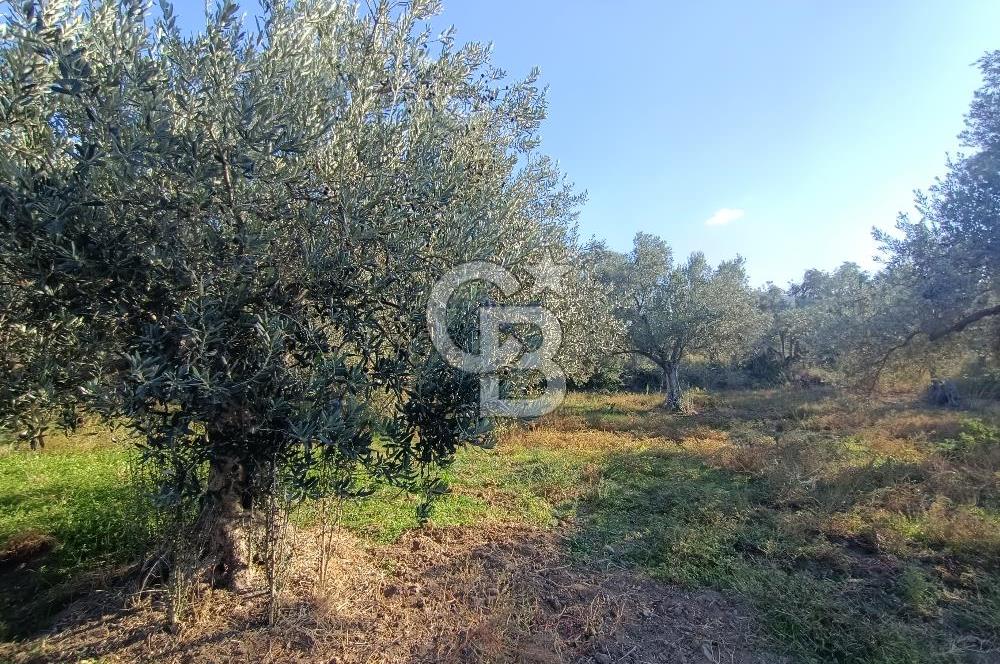 Kadastro Yolu Ve Baraj Suyu Olan Satılık Zeytinlik