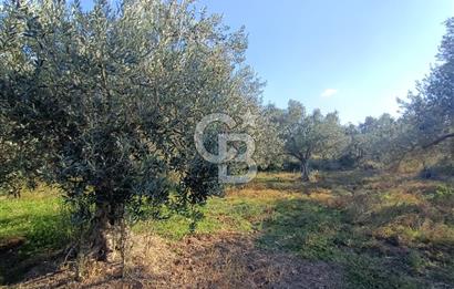 Kadastro Yolu Ve Baraj Suyu Olan Satılık Zeytinlik