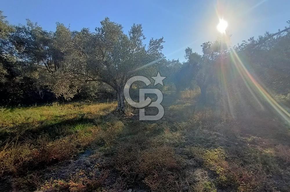 Kadastro Yolu Ve Baraj Suyu Olan Satılık Zeytinlik