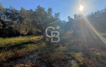 Kadastro Yolu Ve Baraj Suyu Olan Satılık Zeytinlik