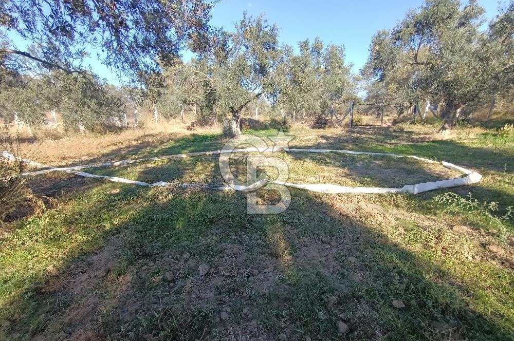 Kadastro Yolu Ve Baraj Suyu Olan Satılık Zeytinlik