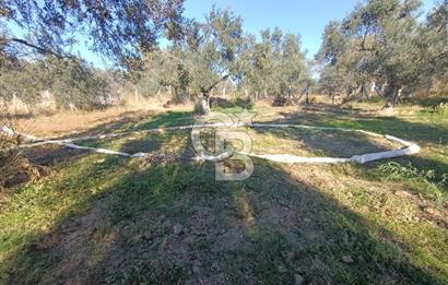 Kadastro Yolu Ve Baraj Suyu Olan Satılık Zeytinlik
