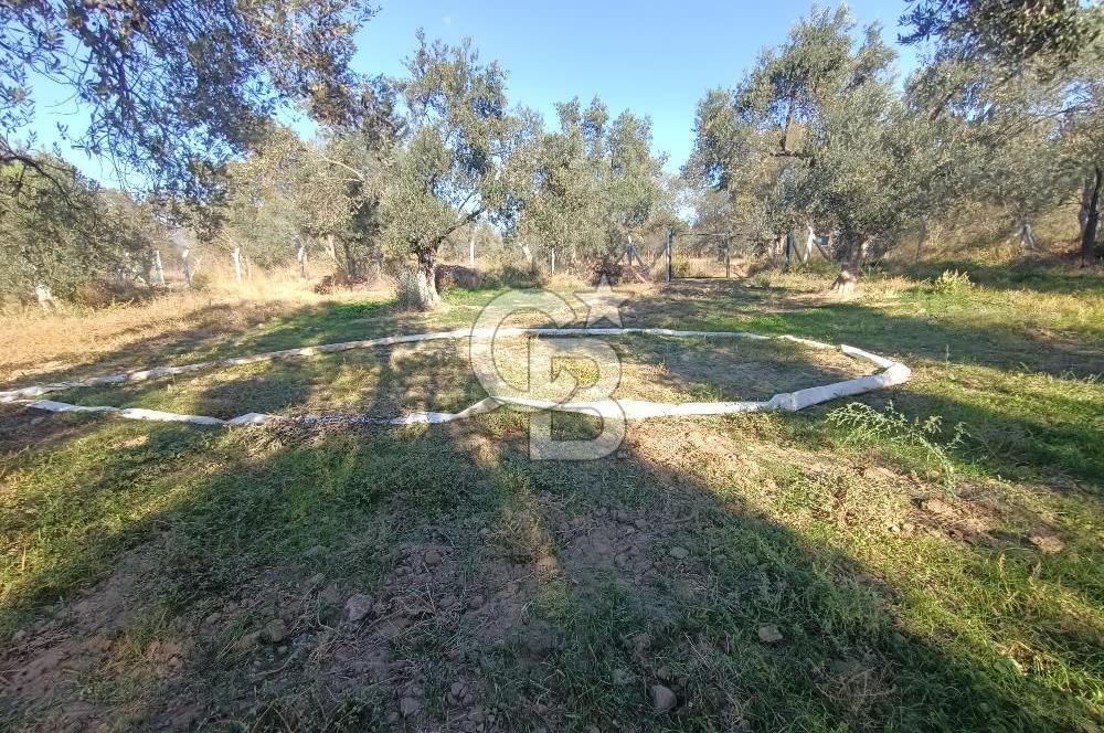 Kadastro Yolu Ve Baraj Suyu Olan Satılık Zeytinlik