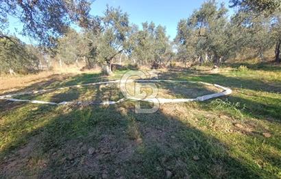 Kadastro Yolu Ve Baraj Suyu Olan Satılık Zeytinlik