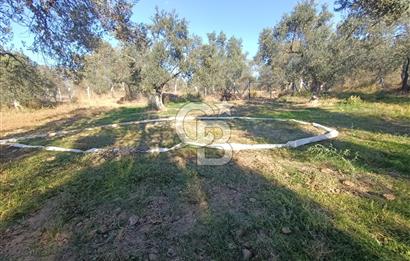 Kadastro Yolu Ve Baraj Suyu Olan Satılık Zeytinlik
