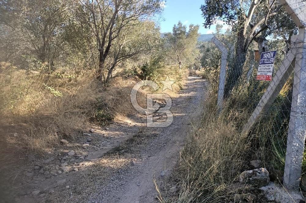 Kadastro Yolu Ve Baraj Suyu Olan Satılık Zeytinlik