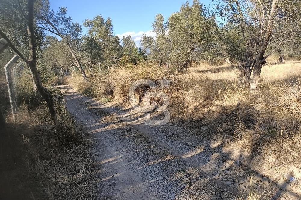 Kadastro Yolu Ve Baraj Suyu Olan Satılık Zeytinlik