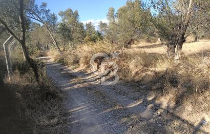 Kadastro Yolu Ve Baraj Suyu Olan Satılık Zeytinlik
