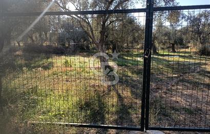 Kadastro Yolu Ve Baraj Suyu Olan Satılık Zeytinlik