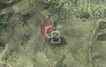 SÖĞÜT TUZAKLI'DA SATILIK 7.836 M2 TARLA TEK TAPU 