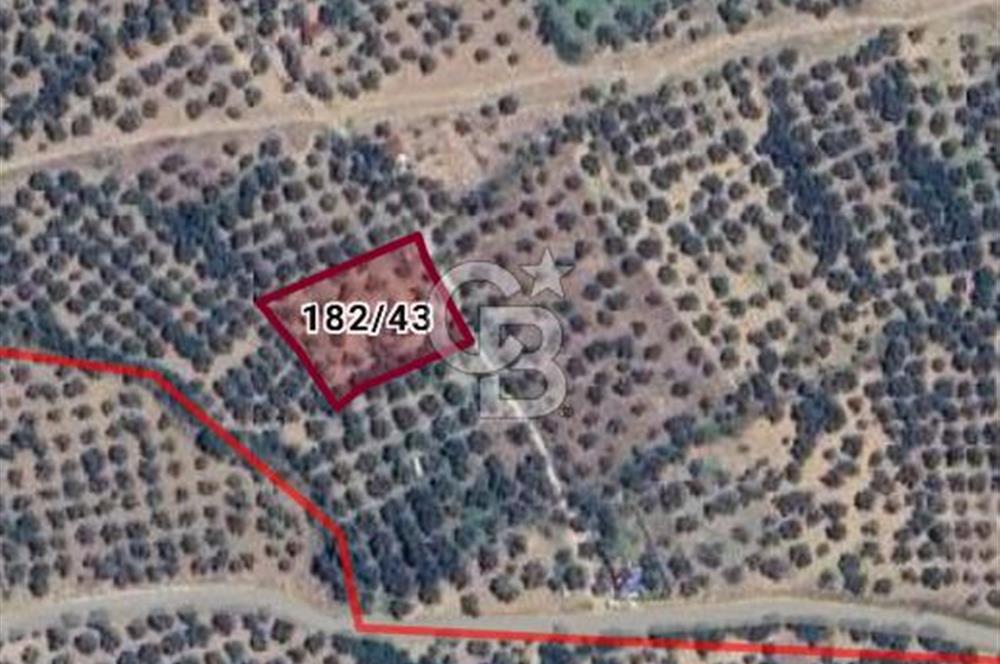 Kadastro Yolu Ve Baraj Suyu Olan Satılık Zeytinlik