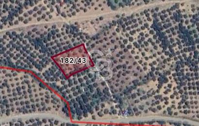 Kadastro Yolu Ve Baraj Suyu Olan Satılık Zeytinlik