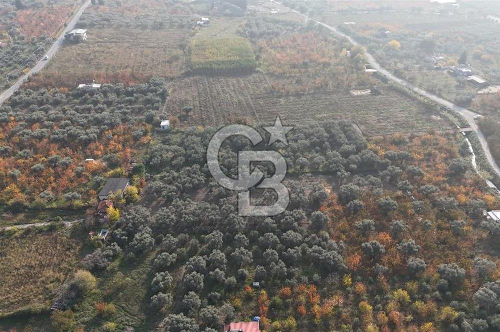 KEMALPAŞA ÖREN 75.YIL MAHALLESİ SATILIK 5292m2 BAĞ