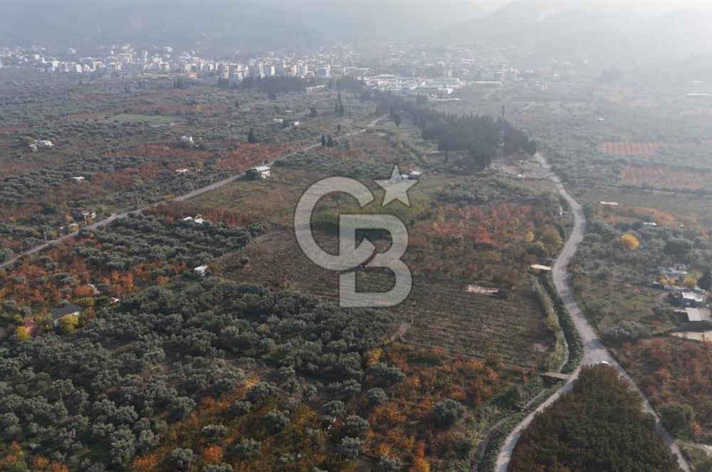 KEMALPAŞA ÖREN 75.YIL MAHALLESİ SATILIK 5292m2 BAĞ