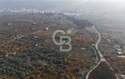 KEMALPAŞA ÖREN 75.YIL MAHALLESİ SATILIK 5292m2 BAĞ