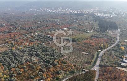 KEMALPAŞA ÖREN 75.YIL MAHALLESİ SATILIK 5292m2 BAĞ