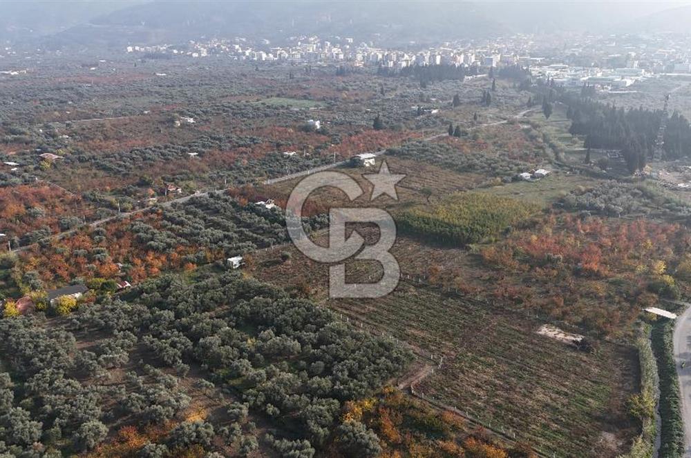 KEMALPAŞA ÖREN 75.YIL MAHALLESİ SATILIK 5292m2 BAĞ