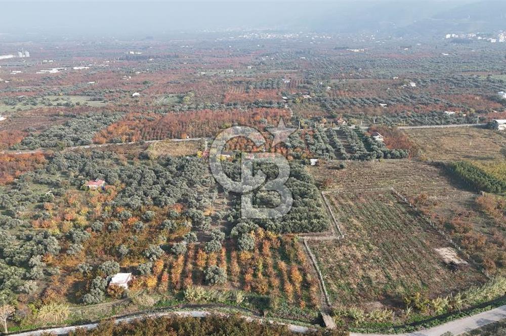 KEMALPAŞA ÖREN 75.YIL MAHALLESİ SATILIK 5292m2 BAĞ