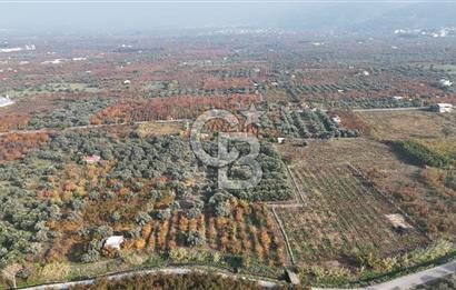 KEMALPAŞA ÖREN 75.YIL MAHALLESİ SATILIK 5292m2 BAĞ