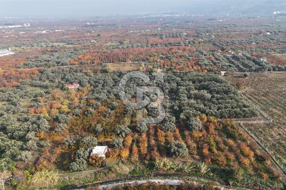 KEMALPAŞA ÖREN 75.YIL MAHALLESİ SATILIK 5292m2 BAĞ
