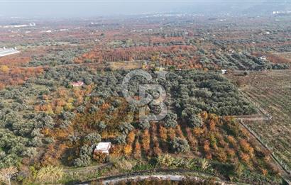 KEMALPAŞA ÖREN 75.YIL MAHALLESİ SATILIK 5292m2 BAĞ