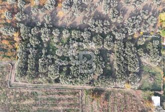 KEMALPAŞA ÖREN 75.YIL MAHALLESİ SATILIK 5292m2 BAĞ