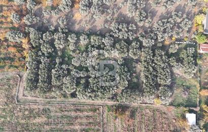 KEMALPAŞA ÖREN 75.YIL MAHALLESİ SATILIK 5292m2 BAĞ