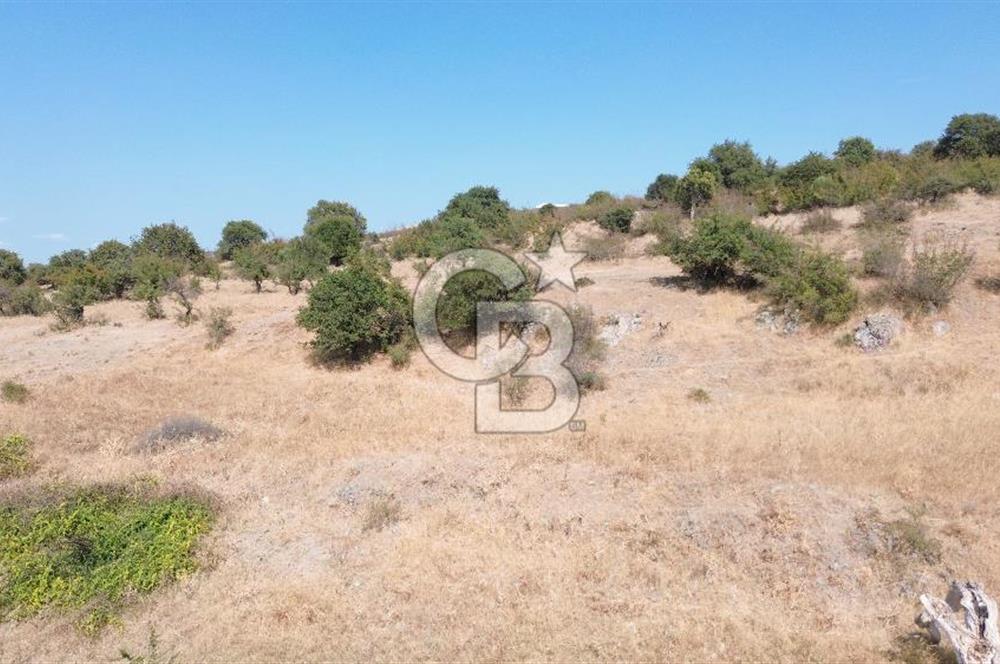 EZİNE GEYİKLİ YOLUNDA ASFALT YOLA CEPHE 16389 M² ARAZİ