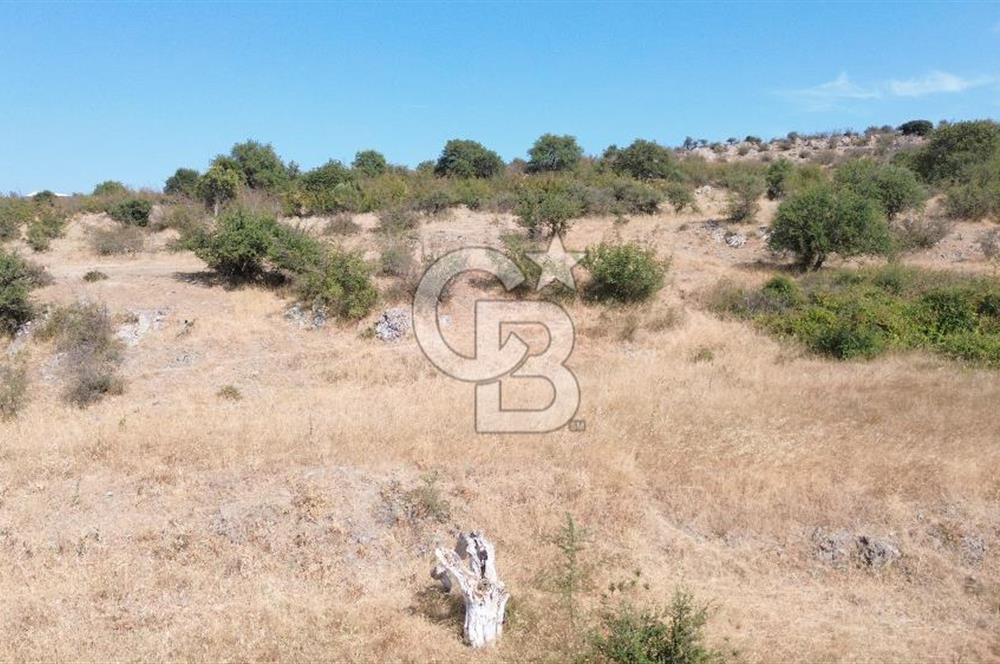 EZİNE GEYİKLİ YOLUNDA ASFALT YOLA CEPHE 16389 M² ARAZİ