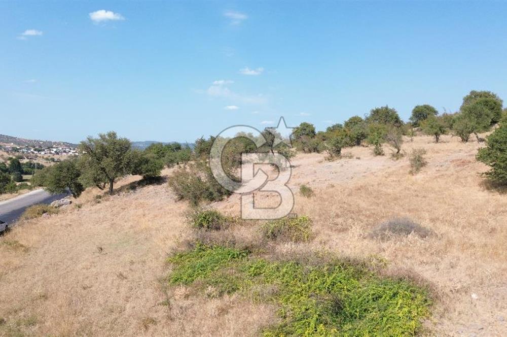EZİNE GEYİKLİ YOLUNDA ASFALT YOLA CEPHE 16389 M² ARAZİ