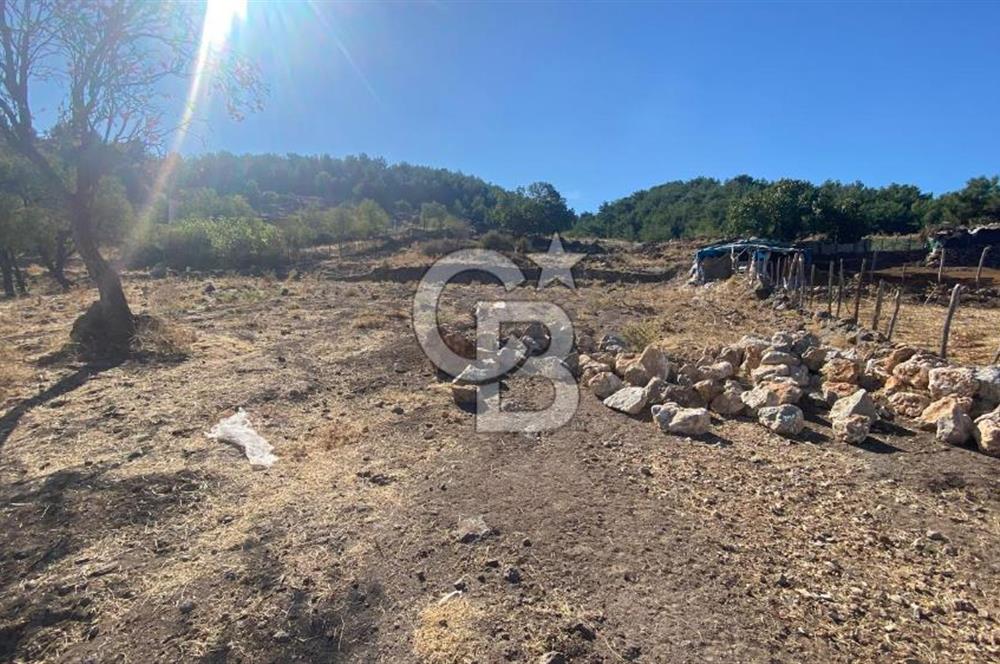 CB NOVO'DAN BALIKESİR HAVRAN'DA 613M2 SATILIK BAHÇE