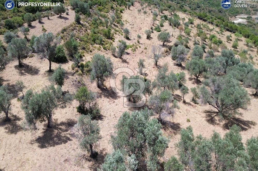 Karaburun Eğlenhoca Mahallesi'nde Deniz ve Gölet Manzaralı Tarla