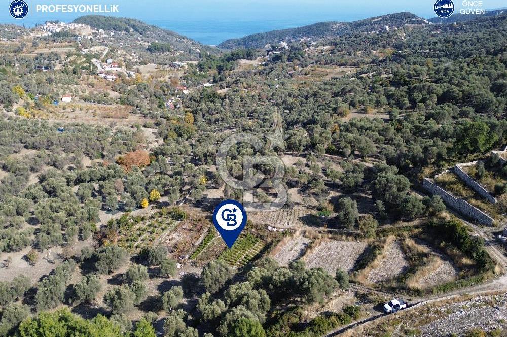 Karaburun Eğlenhoca'da Yatırımlık 1220 m2 Tarla